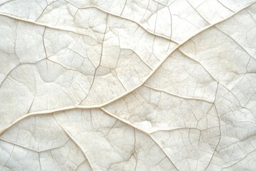 Fototapeta premium Abstract background with a white leaf texture, a neutral color palette, light beige and ivory colors, a transparent background, a soft tone, a detailed close-up of the veins on the leaves.