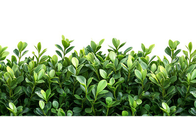 Obraz premium Boxwood Lush green foliage ideal for nature and landscaping themes. isolated on white background and transparent background.