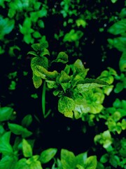 brautiful green grass plant in water