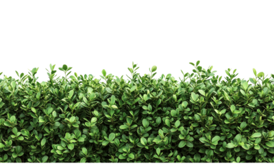 Boxwood Lush green hedge creating a vibrant and natural look. isolated on white background and transparent background.