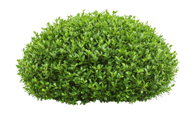 Boxwood Lush green bush with dense foliage, shaped like a rounded mound isolated on white background and transparent background.