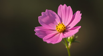 Fototapeta premium A close examination of a pink bloom situated on a stem.
