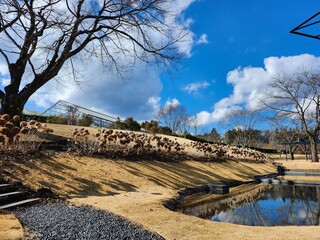 冬の庭園イメージ　立ち枯れたアジサイと澄んだ空