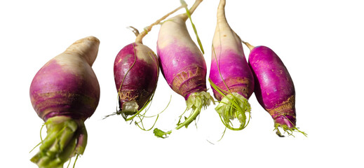 Fresh Organic Purple Turnips PNG Isolated on White Background