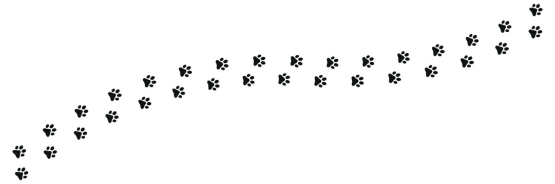 Dog and cat paw print on transparent background