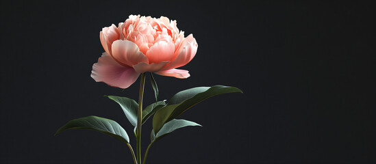 Pink peony bud close up on black background. Design banner  template for cards and greetings on spring day, international women's day, mother's day for backdrops and wallpapers with space for text
