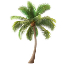 Palm trees and  coconut tree 