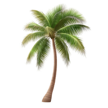 Palm trees and  coconut tree 