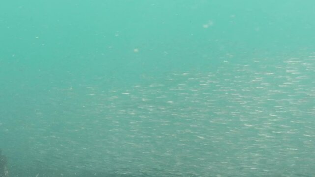 School of Surf Smelt in the Pacific Northwest in Canada.