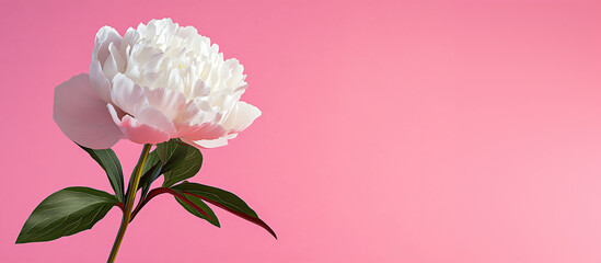 Fototapeta premium White peony bud close up on pink background. Design banner template for cards and greetings on spring day, international women's day, mother's day for backdrops and wallpapers with space for text