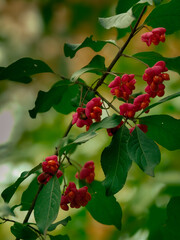 red berries on a branch