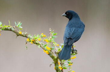  Shiny cowbird in Calden forest environment, La Pampa Province, Patagonia, Argentina.