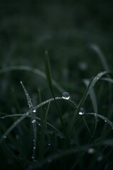 Vertical image of morning dew on grass blades in a dark atmospheric background