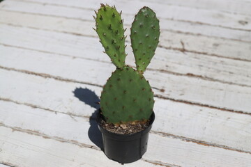 kaktuds opuncja kolczasta w czarnej doniczce © Perovskia