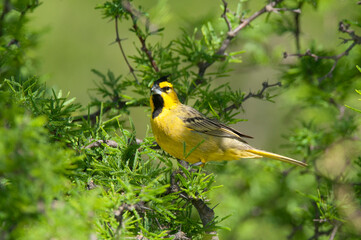 Yellow Cardinal, Gubernatrix cristata, Endangered species in La Pampa, Argentina