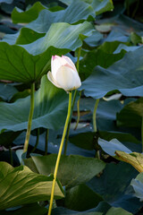 Parco di Teodorico, città di Ravenna, Emilia Romagna