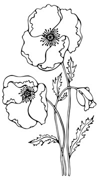 Poppy Flower Line Art, Fine Line Poppy Bouquet Hand Drawn Illustration isolated on transparent background. Coloring Page with Flowers.