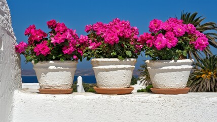 Three Vibrant Pink Rose Bushes in White Pots on a Sunny Mediterranean Wall