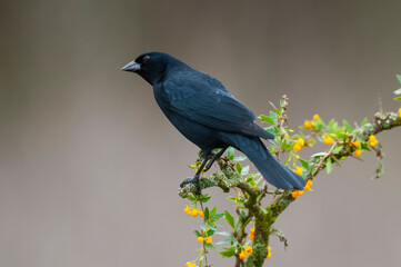  Shiny cowbird in Calden forest environment, La Pampa Province, Patagonia, Argentina.