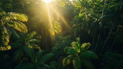 Fototapeta premium Sunlight Filtering Through Lush Green Jungle Canopy at Sunrise