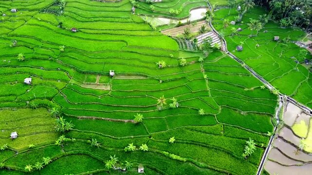 aerial panorama of agrarian rice fields landscape in the village of Central Java, like a terraced rice fields ubud Bali ASIA Indonesia	