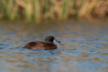  Lake Duck in Pampas Lagoon environment, La Pampa Province, Patagonia , Argentina.
