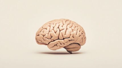 A detailed 3D model of a human brain, isolated on a light beige background.