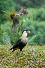 Crested Caracara (Caracara plancus), Costa Rica