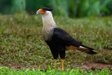 Crested Caracara (Caracara plancus), Costa Rica