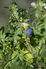 Long-tailed Silky-flycatcher, Ptiliogonys caudatus feeding on Twoleaf nightshade berries, Costa Rica