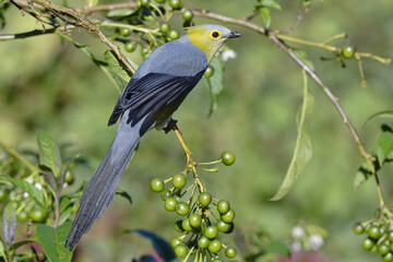 Long-tailed Silky-flycatcher, Ptiliogonys caudatus feeding on Twoleaf nightshade berries, Costa Rica
