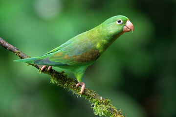 Orange-chinned Parakeet (Brotogeris jugularis) sitting on a branch, Costa Rica