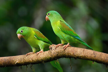 Two Orange-chinned Parakeets (Brotogeris jugularis) sitting on a branch, Costa Rica