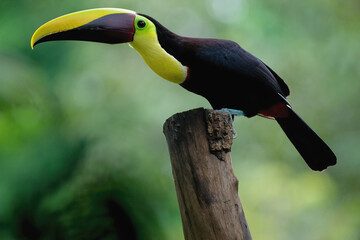 Yellow-throated toucan (Ramphastos ambiguus), perched on a pole, Costa Rica