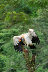 King vulture (Sarcoramphus papa) perched on a tree trunk, Costa Rica