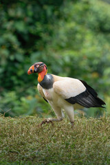 King vulture (Sarcoramphus papa) walking on grass, Costa Rica