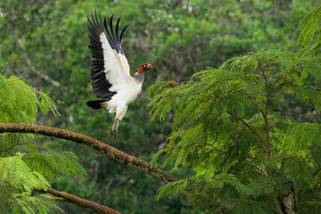 Flying King vulture (Sarcoramphus papa), Costa Rica