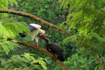 King vulture (Sarcoramphus papa) feeding a chick in a tree, Costa Rica