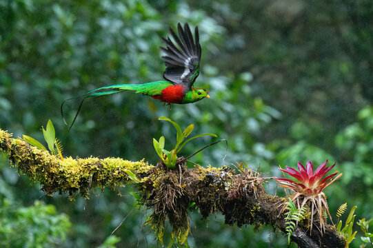 Male Resplendent quetzal (Pharomachrus mocinno) in flight, Costa Rica
