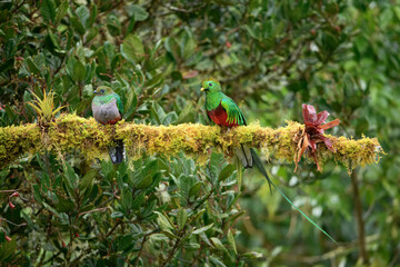 Male and female Resplendent quetzal (Pharomachrus mocinno) on branch, Costa Rica