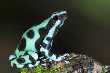 Green-and-black poison dart frog (Dendrobates auratus), Costa Rica
