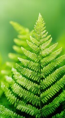 Dewy fern leaf close-up in lush green environment nature fresh and natural texture