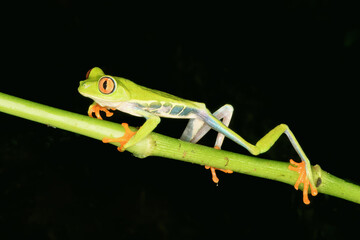Red-eyed tree frog or red-eyed leaf frog (Agalychnis callidryas) walking over a branch, Costa Rica