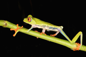 Red-eyed tree frog or red-eyed leaf frog (Agalychnis callidryas) walking over a branch, Costa Rica