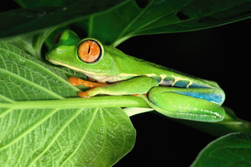 Red-eyed tree frog or red-eyed leaf frog (Agalychnis callidryas) sitting on leaf, Costa Rica