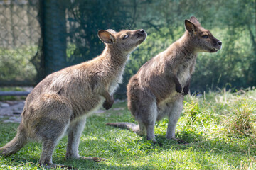 Cute fluffy wallaby in the park. Marsupial mammals. Australia