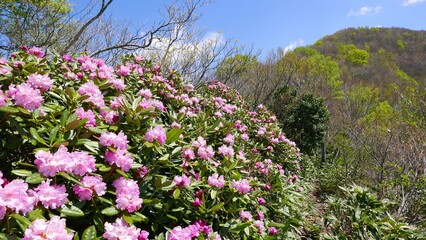 シャクナゲ乱舞