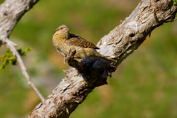 Eurasian Wryneck on a tree branch