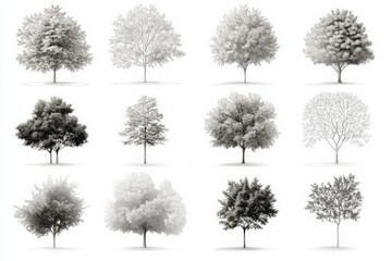 Fototapeta premium Artistic display of various tree types in monochrome showcasing unique shapes and sizes in a natural setting