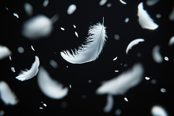 White Feathers Floating in The Air. Abstract Feathers on black Background. Soft White Feathers	